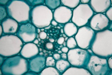 Mikroskop altında bir mısır bitkisinden bir kök hücreleri ile kesit