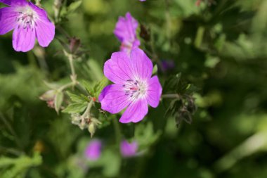 Çayır Sardunya (Sardunya pratense)