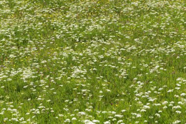 Çiçeklerle Thüringen ormanında dağ çayırı