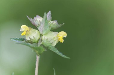 Küçük sarı çıngırak Çiçekler (Rhinanthus minör)