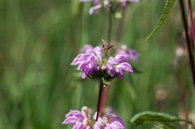 Mavi Kudüs adaçayı Phlomis herba-vent