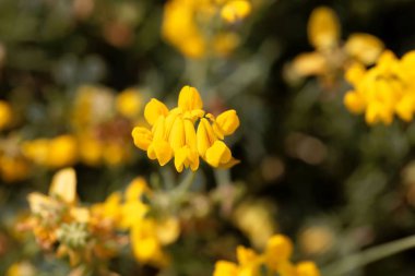 Coronilla minima çiçekleri