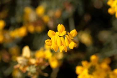 Coronilla minima çiçekleri