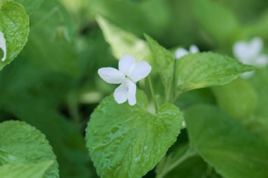 Çizgili krem menekşe (Viyola striata)