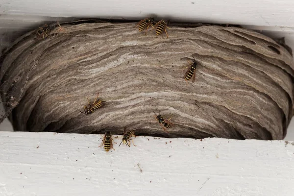 Darazsak fészket fehér fa gerendák között a tetőn egy ház. — Stock Fotó