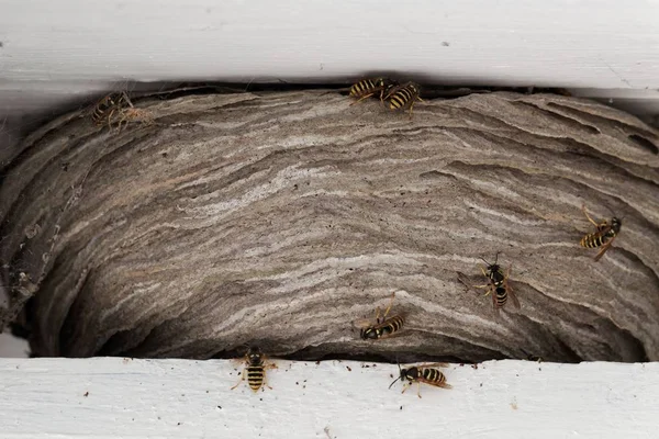 Wasps nest among white wood beams in the roof of a house. — Stock Photo, Image