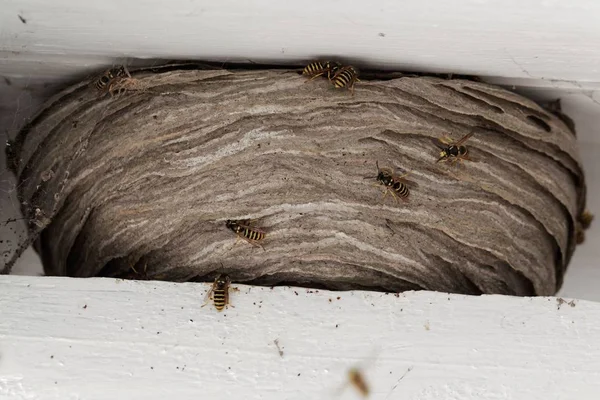 Wespennest zwischen weißen Holzbalken im Dach eines Hauses. — Stockfoto