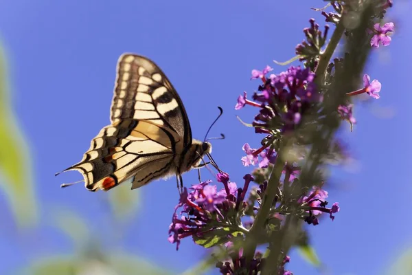 Gelber Schwalbenschwanz (papilio machaon)) — Stockfoto