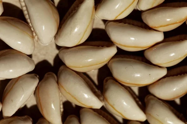 White cowrie shells — Stock Photo, Image