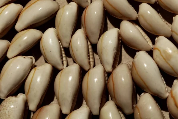 Conchas de capucha blanca —  Fotos de Stock