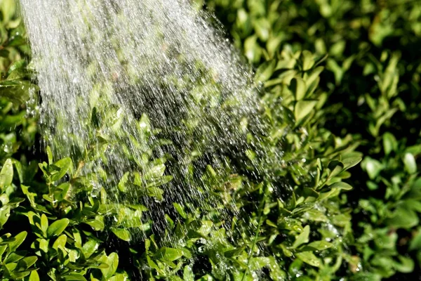 Water from a watering pot on green leaves. — Stock Photo, Image