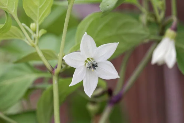 Fiore di una pianta di pepe di Caienna (Capsicum annuum ) — Foto Stock