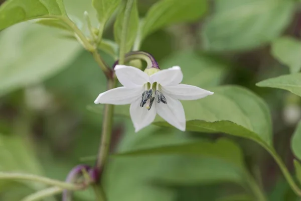 Fiore di una pianta di pepe di Caienna (Capsicum annuum ) — Foto Stock