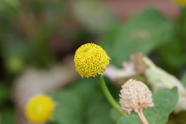 Flor de un parakress (Acmella oleracea ) — Foto de Stock