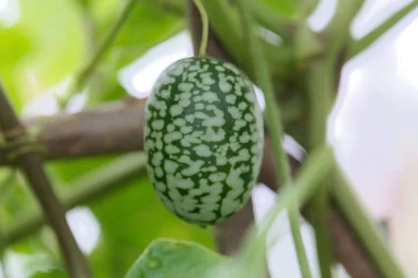 Fruta de um pepino azedo mexicano (Melothria scabra ) — Fotografia de Stock