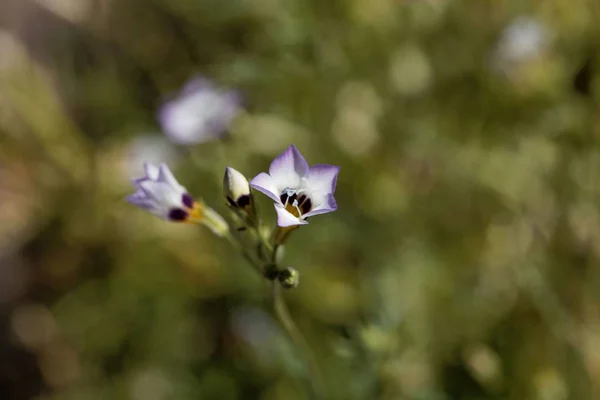 Gilia tricolor (Gilia tricolor ) — Foto de Stock