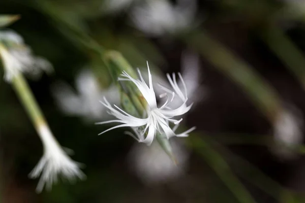 カーネーションの花 ダイアンサス・ペトラエウス・ノエヌス — ストック写真