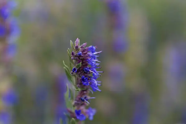 Hyssop flowers (Hyssopus officinalis) — Stock Photo, Image