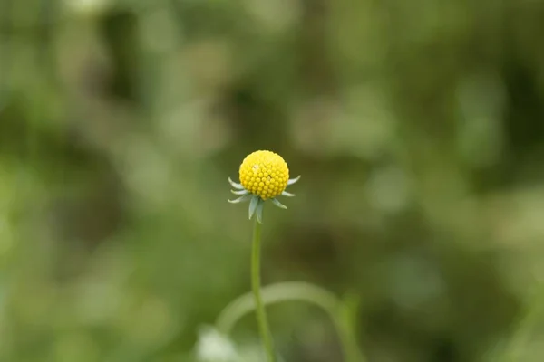 Fleur de Helenium aromaticum — Photo