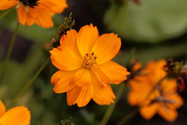 Flower of a sulfur cosmos (Cosmos sulphureus) — Stock Photo, Image