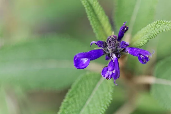 Цветки сальвийского вида Salvia corrugata — стоковое фото