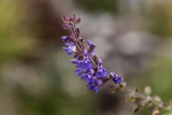 Szałwia różdżka (Salvia cadmica) — Zdjęcie stockowe