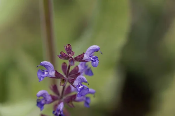 Szałwia różdżka (Salvia cadmica) — Zdjęcie stockowe