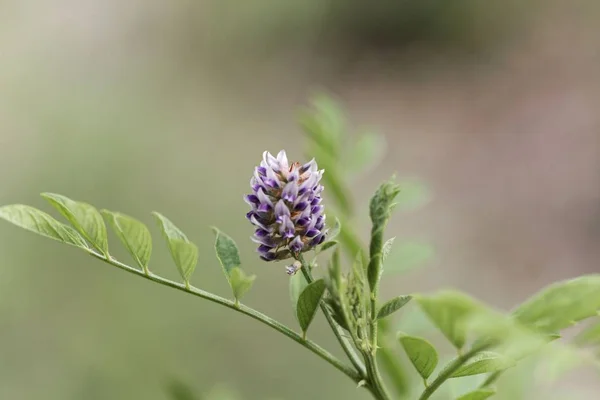 Flower of a licorice bush (Glycyrrhiza glabra)