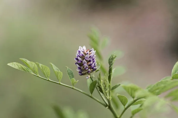 Fleur d'un buisson de réglisse (Glycyrrhiza glabra ) — Photo