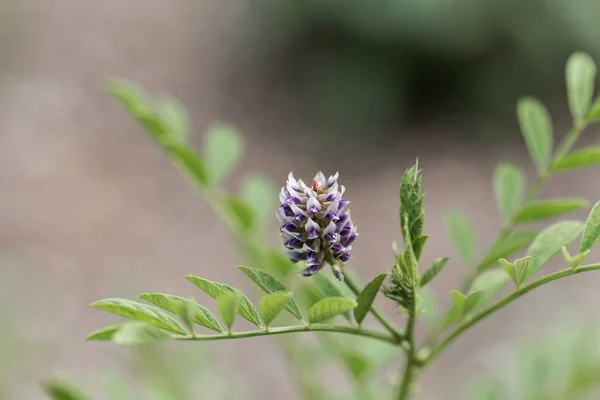 Fleur d'un buisson de réglisse (Glycyrrhiza glabra ) — Photo