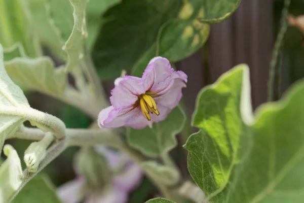 Auberginenblüte (solanum melongena). — Stockfoto