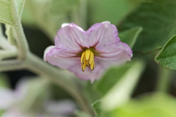 Berenjena (Solanum melongena) flor . — Foto de Stock