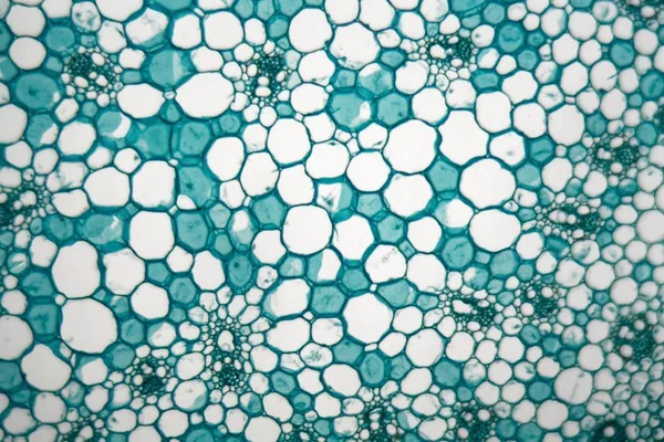 Secção transversal através de células de um caule de uma planta de milho ao microscópio — Fotografia de Stock