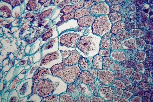 Przekrój poprzeczny przez komórki sadzonka z rośliny kukurydzy pod mikroskopem — Zdjęcie stockowe