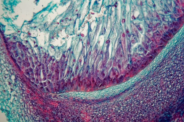 Corte transversal a través de las células de una plántula de una planta de maíz bajo el microscopio — Foto de Stock