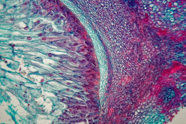 Coupe transversale à travers les cellules d'un semis d'une plante de maïs au microscope . — Photo