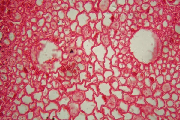 Corte transversal a través de las células de una raíz de una planta de maíz bajo el microscopio — Foto de Stock