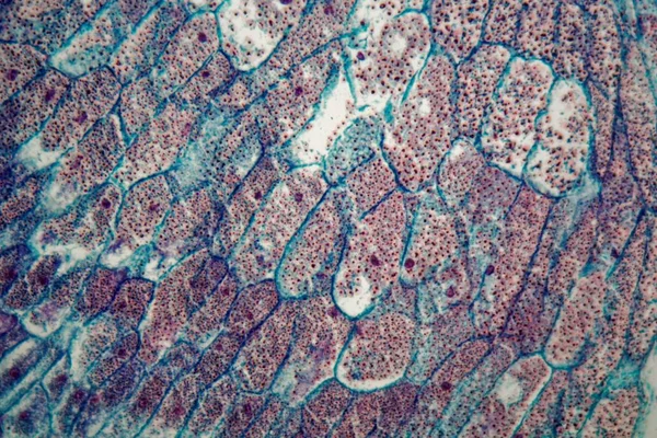 Secção transversal através de células de uma planta cultivada de sementes de uma planta de milho ao microscópio — Fotografia de Stock