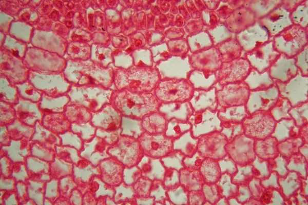Cross section through cells of a root from a maize plant under the microscope