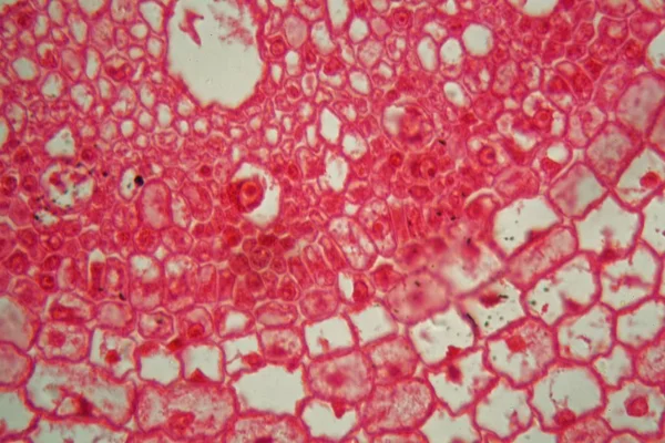 Secção transversal através de células de uma raiz de uma planta de milho ao microscópio — Fotografia de Stock