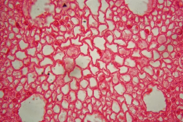 Corte transversal a través de las células de una raíz de una planta de maíz bajo el microscopio . — Foto de Stock