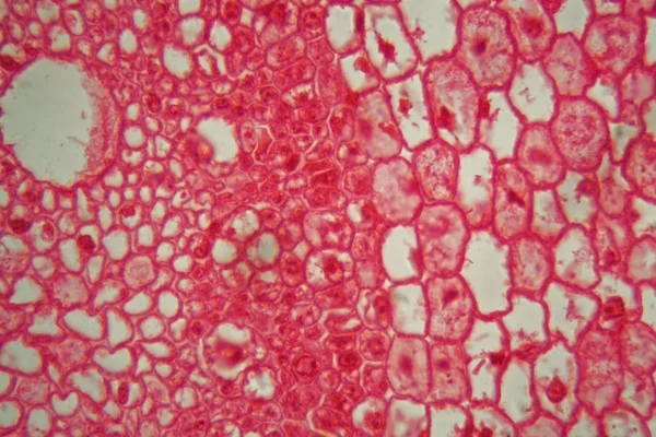 Průřez Přes Buňky Kořene Kukuřičného Závodu Zea Mays Pod Mikroskopem — Stock fotografie