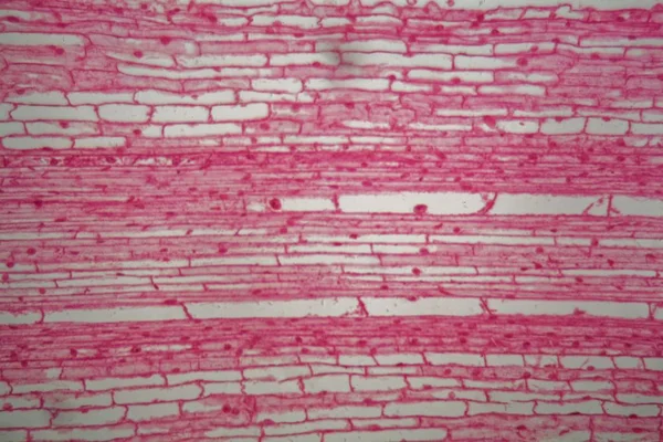 在显微镜下通过玉米植物的根细胞的纵向截面 — 图库照片