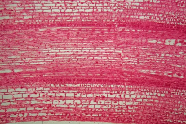 Coupe longitudinale à travers les cellules d'une racine d'une plante de maïs au microscope — Photo
