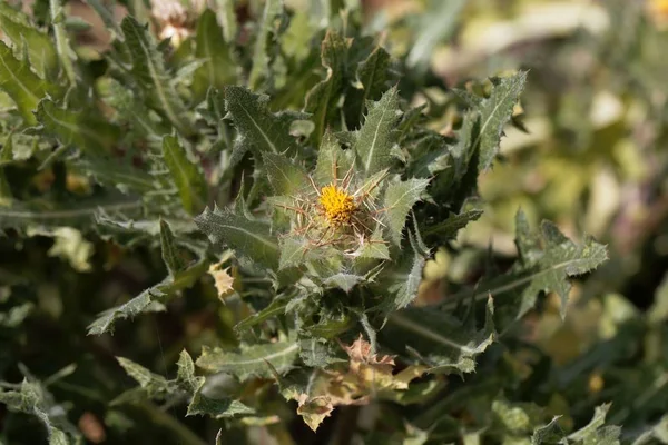 Cardo de San Benito (Cnicus benedictus ) —  Fotos de Stock