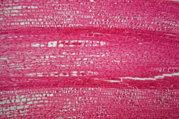 Coupe longitudinale à travers les cellules d'une racine d'une plante de maïs au microscope — Photo