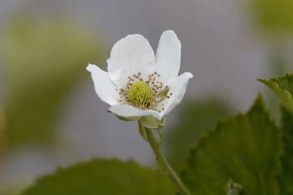 Bloem van een Blackberry (Rubus fruticosus) — Stockfoto