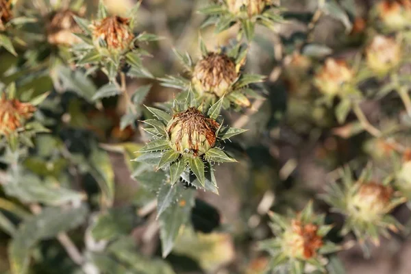 Flower of a safflower (Carthamus tinctorius) — Stock Photo, Image