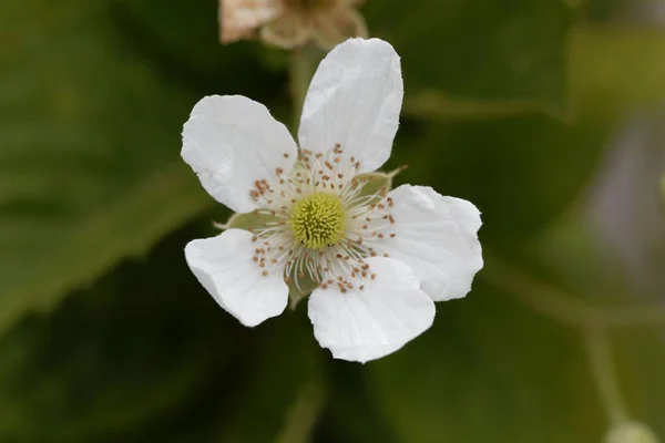 Flower of a  blackberry (Rubus fruticosus) — Stock Photo, Image