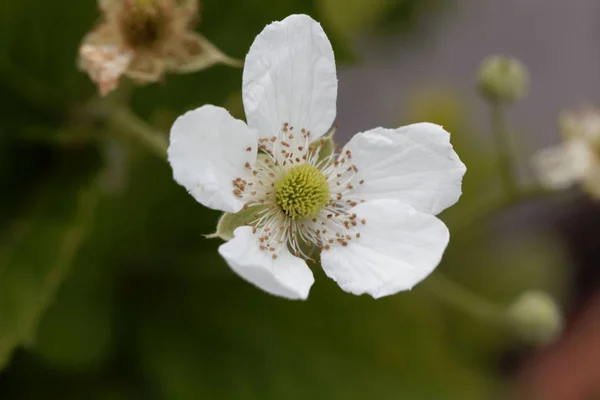 Flower of a  blackberry (Rubus fruticosus) — Stock Photo, Image